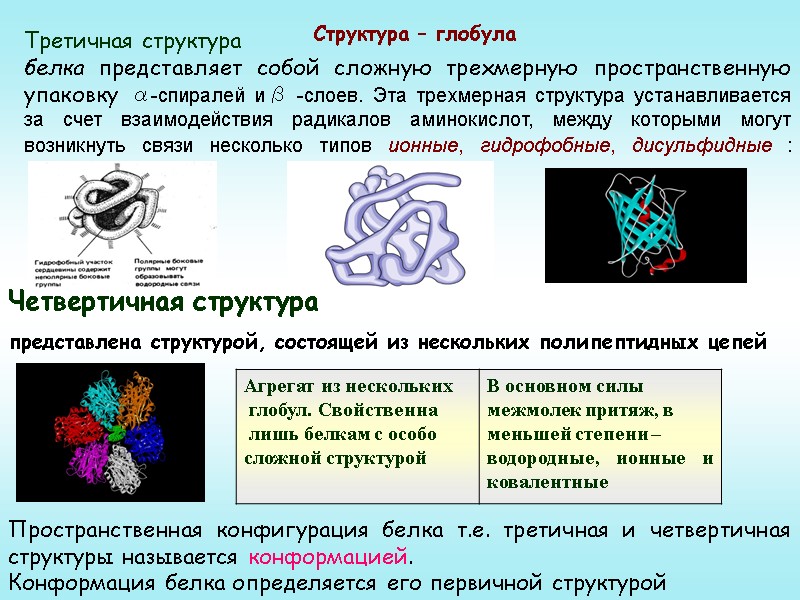 Третичная структура белка представляет собой сложную трехмерную пространственную упаковку α-спиралей иβ -слоев. Эта трехмерная